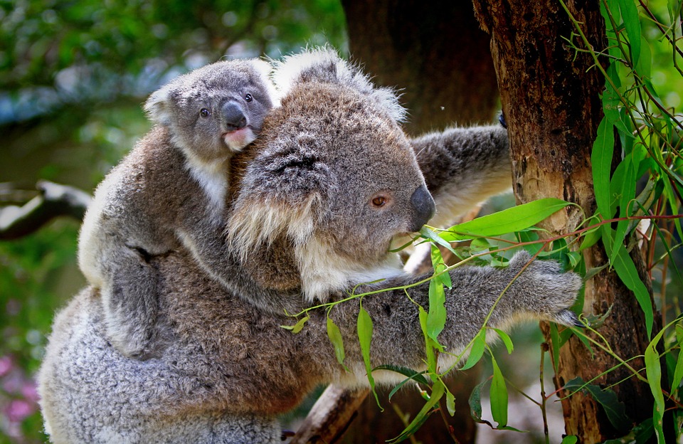 koala-61189_960_720