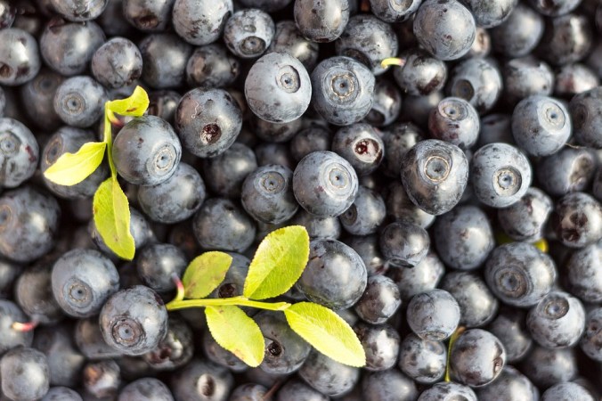 blueberry-1533364_960_720