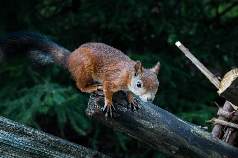 squirrel-1962790_960_720